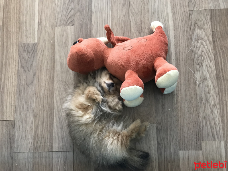 Pomeranyalı, Köpek  Pasha fotoğrafı