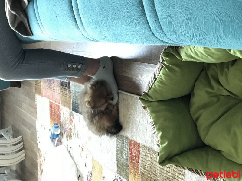 Pomeranyalı, Köpek  Pasha fotoğrafı