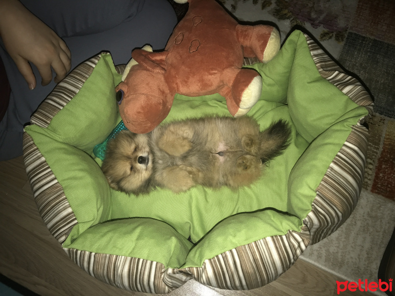 Pomeranyalı, Köpek  Pasha fotoğrafı