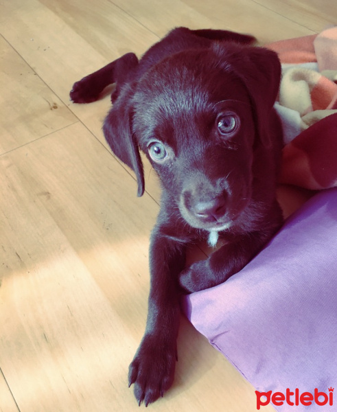 Labrador Retriever, Köpek  Fava fotoğrafı
