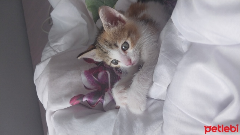 Tekir Kedi, Kedi  Mare fotoğrafı