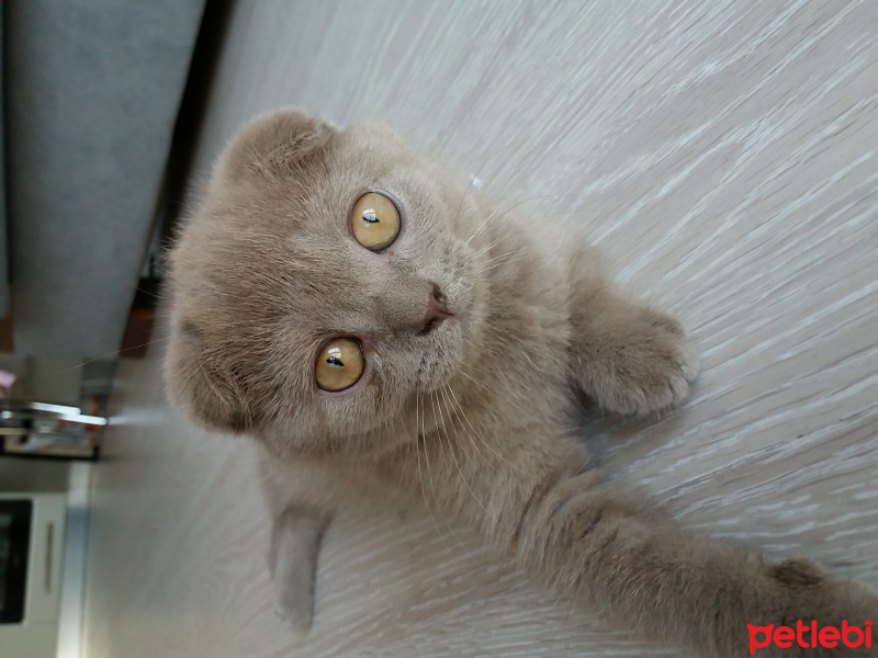 Scottish Fold, Kedi  kezo fotoğrafı
