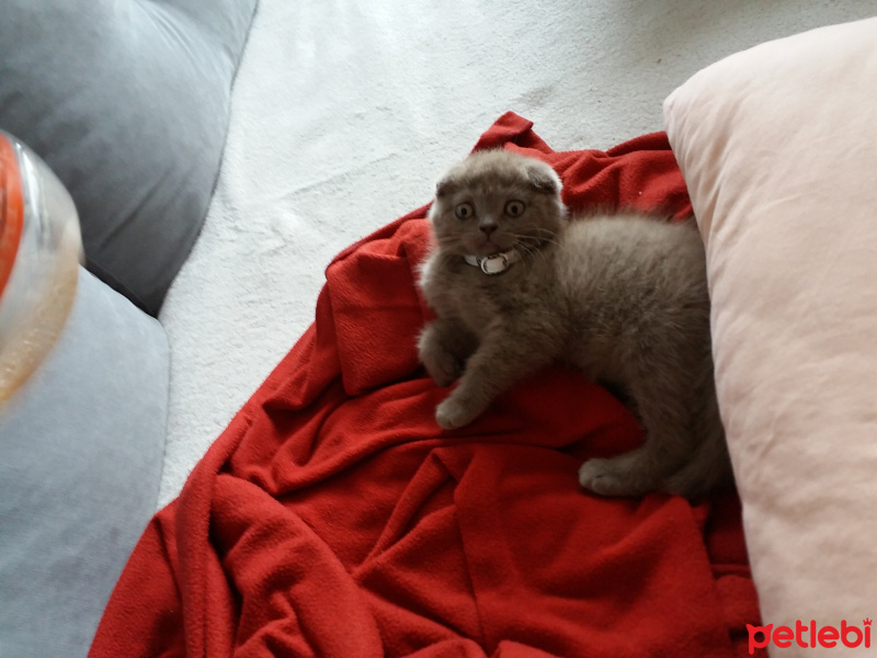 Scottish Fold, Kedi  kezo fotoğrafı