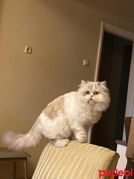 İran Kedisi (Persian), Kedi  OLRİC fotoğrafı