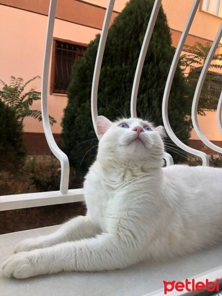 Van Kedisi, Kedi  Eve fotoğrafı