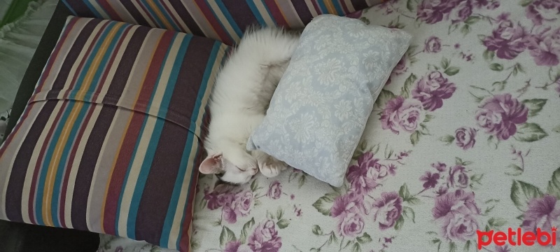 Tekir Kedi, Kedi  Pamuk fotoğrafı