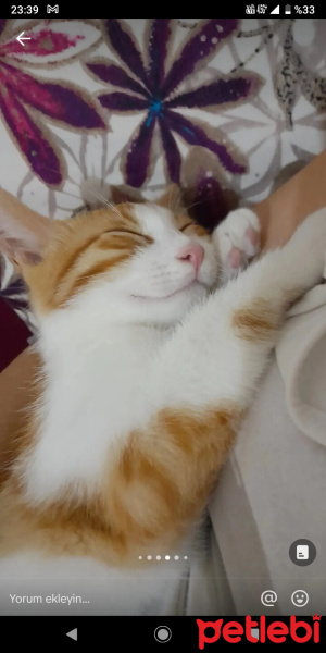 Tekir Kedi, Kedi  MİNNOŞ fotoğrafı