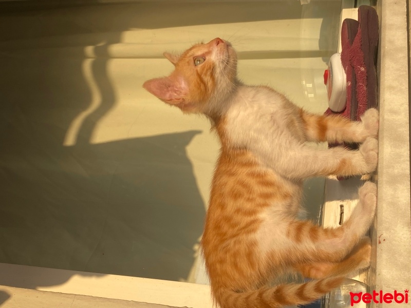Tekir Kedi, Kedi  Kavun fotoğrafı