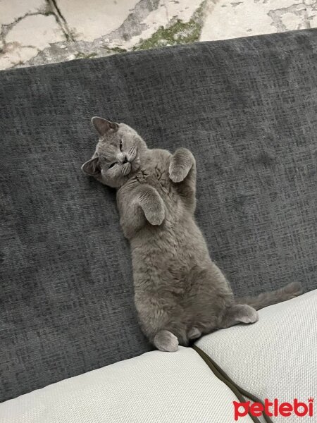 British Shorthair, Kedi  Gölge fotoğrafı