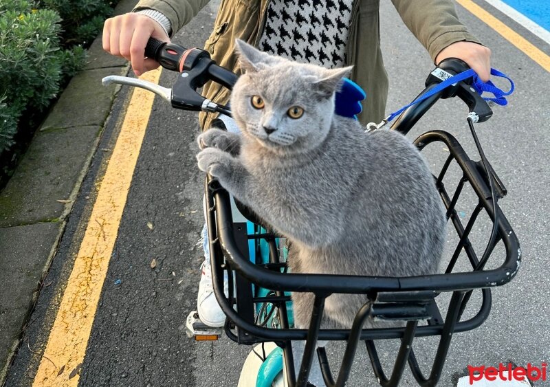 British Shorthair, Kedi  Gölge fotoğrafı