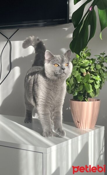 British Shorthair, Kedi  Gölge fotoğrafı