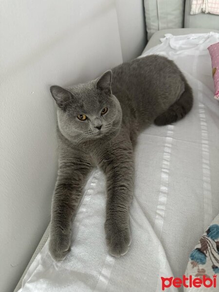 British Shorthair, Kedi  Gölge fotoğrafı