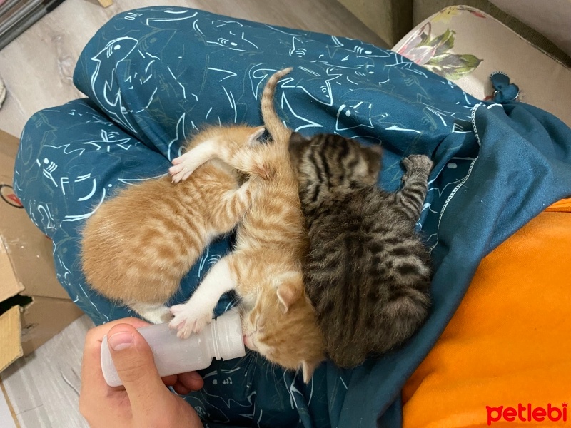 Tekir Kedi, Kedi  Kedi :D fotoğrafı