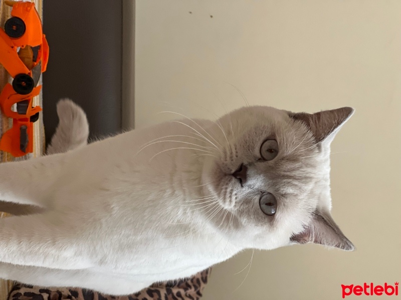 British Shorthair, Kedi  MİNNOŞ fotoğrafı