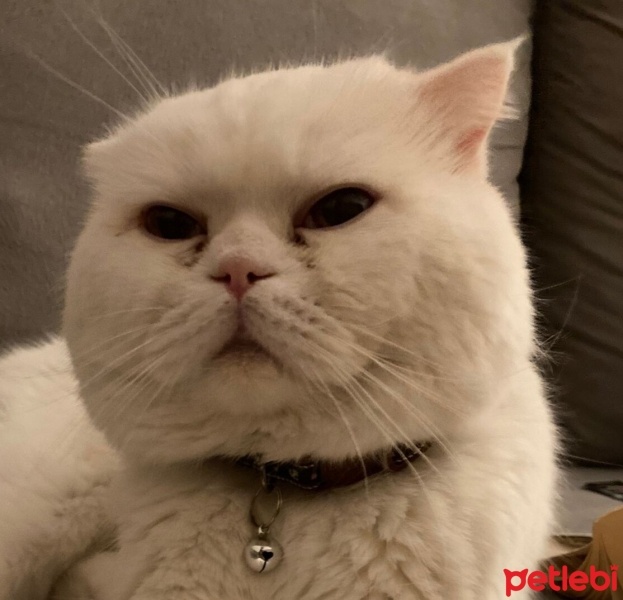 Scottish Fold, Kedi  Mars fotoğrafı