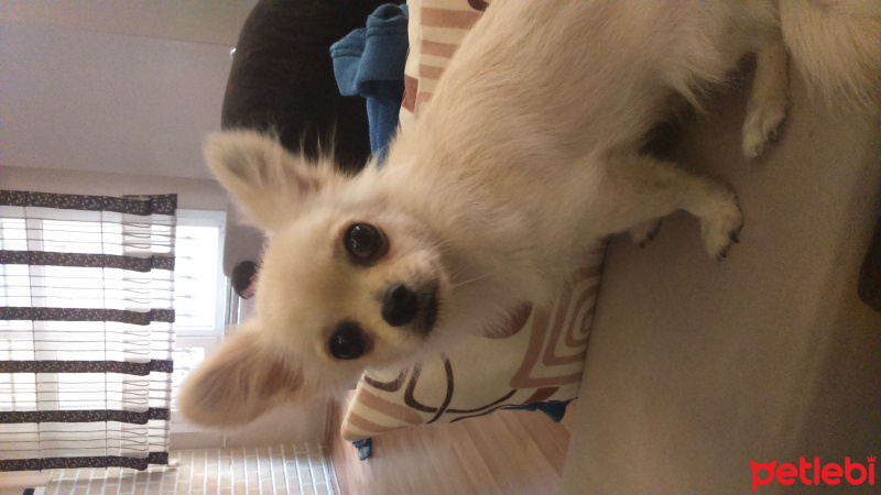 Chihuahua, Köpek  Nacho  fotoğrafı