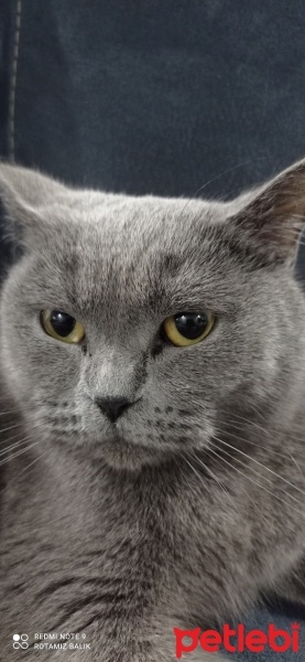 British Shorthair, Kedi  Luna fotoğrafı