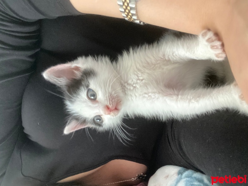 Tekir Kedi, Kedi  Mercan fotoğrafı