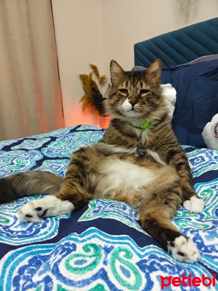 Tekir Kedi, Kedi  Boncuk fotoğrafı