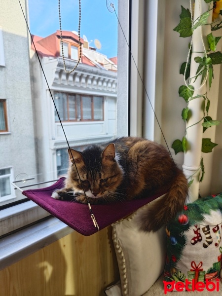 Tekir Kedi, Kedi  Boncuk fotoğrafı