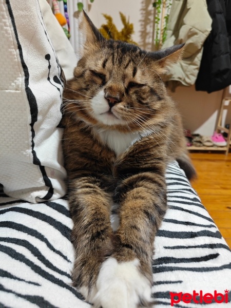 Tekir Kedi, Kedi  Boncuk fotoğrafı