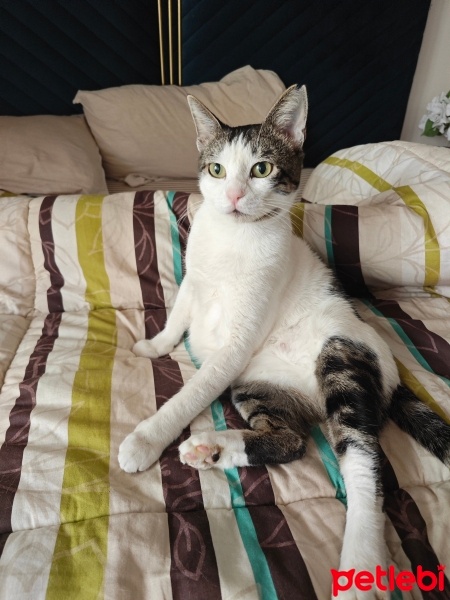 Tekir Kedi, Kedi  Boncuk fotoğrafı