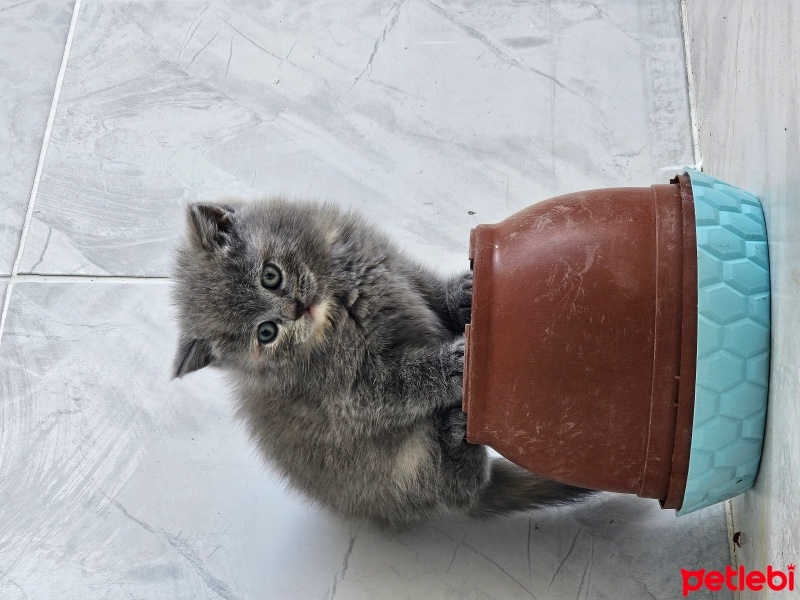 British Longhair, Kedi  Petunya fotoğrafı