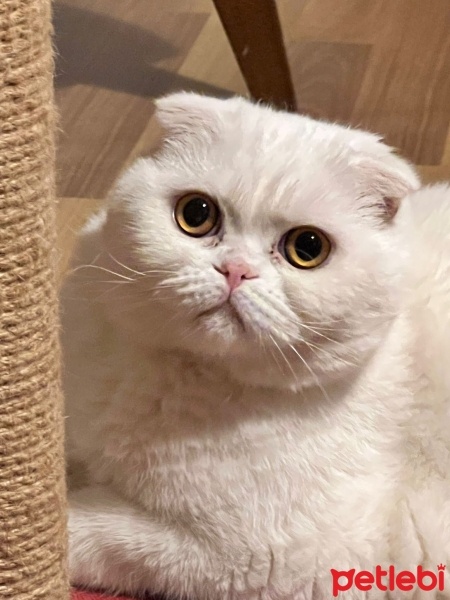 Scottish Fold, Kedi  Abidin fotoğrafı