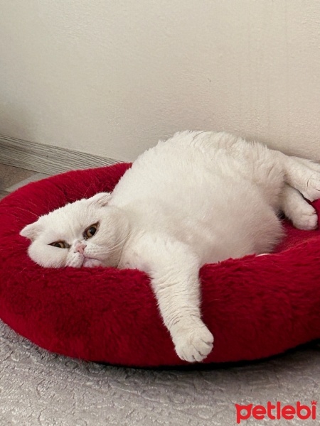 Scottish Fold, Kedi  Abidin fotoğrafı