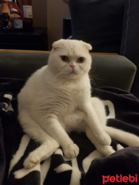 Scottish Fold, Kedi  Abidin fotoğrafı
