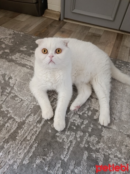 Scottish Fold, Kedi  Abidin fotoğrafı