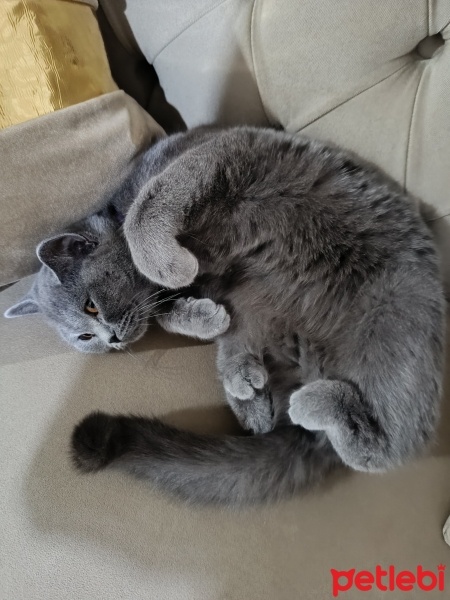 British Shorthair, Kedi  Toprak fotoğrafı