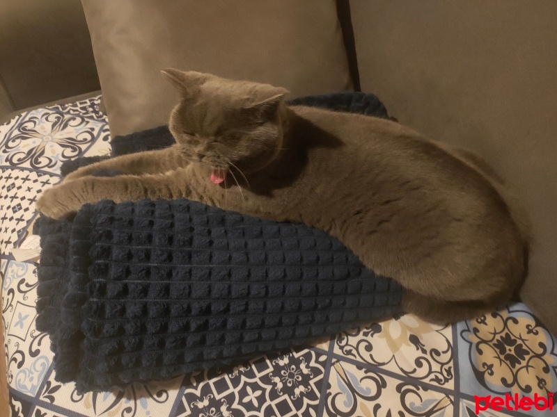 British Shorthair, Kedi  Lula fotoğrafı