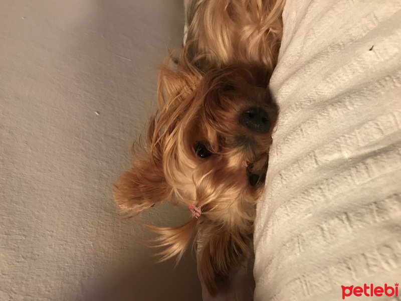 Yorkshire Terrier, Köpek  Zeyna fotoğrafı