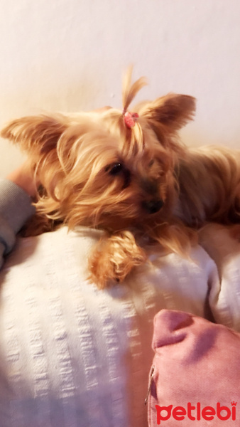 Yorkshire Terrier, Köpek  Zeyna fotoğrafı