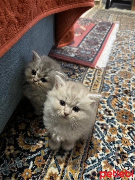 British Shorthair, Kedi  Thor fotoğrafı