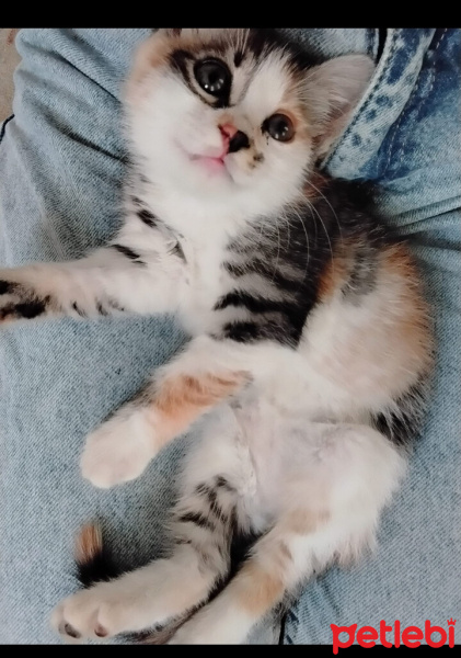 Tekir Kedi, Kedi  Mosi fotoğrafı