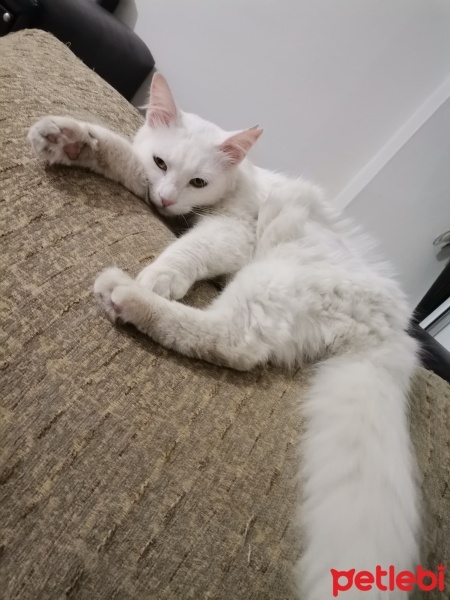 Ankara Kedisi, Kedi  Umay fotoğrafı