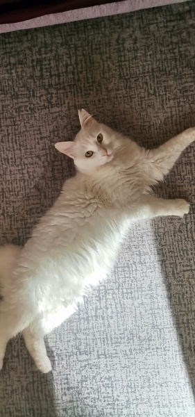 Ankara Kedisi, Kedi  Umay fotoğrafı