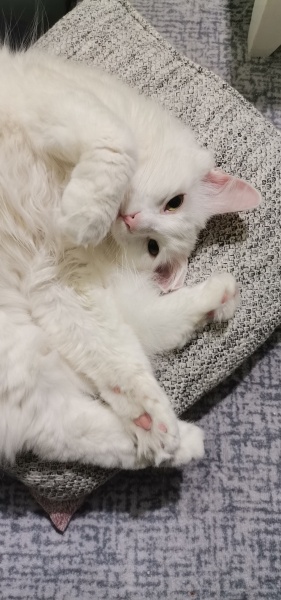 Ankara Kedisi, Kedi  Umay fotoğrafı