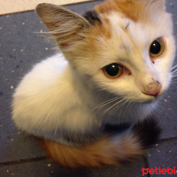 Tekir Kedi, Kedi  sirin fotoğrafı