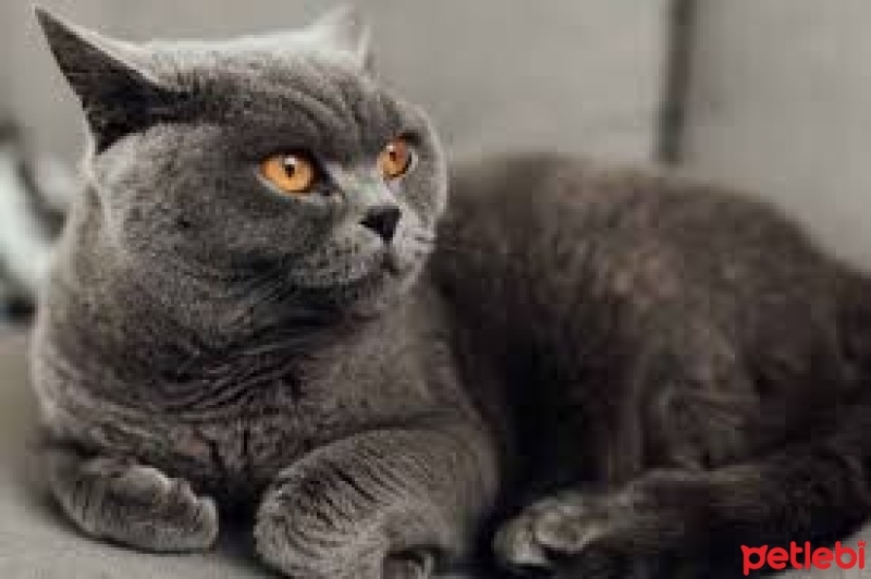 British Shorthair, Kedi  Leo fotoğrafı