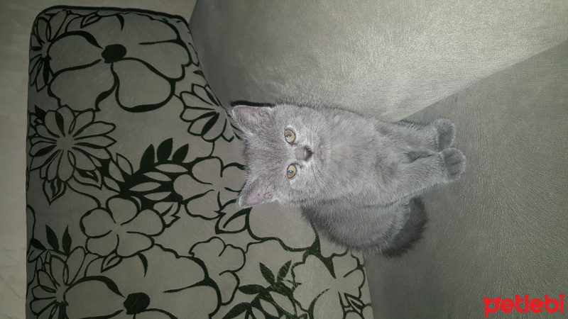 Scottish Fold, Kedi  duman fotoğrafı
