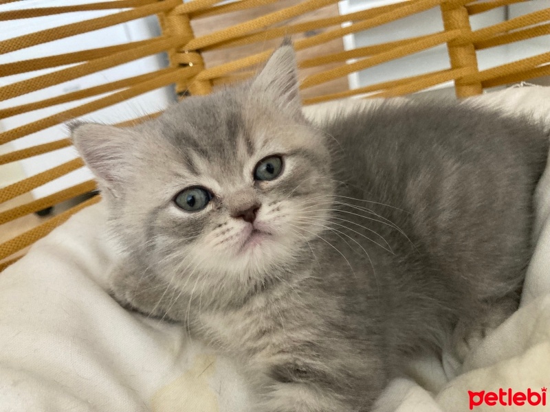 British Longhair, Kedi  Tabby fotoğrafı