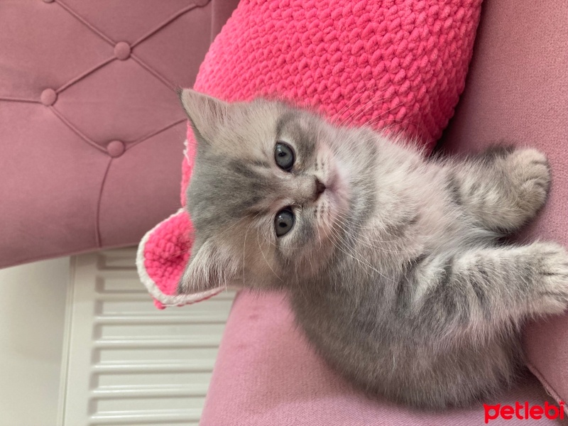 British Longhair, Kedi  Tabby fotoğrafı