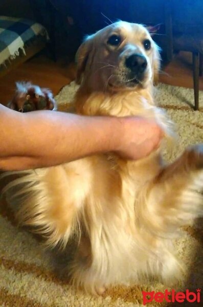 Golden Retriever, Köpek  Paşa fotoğrafı