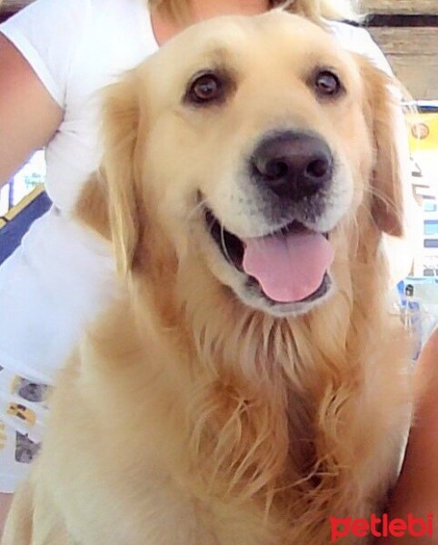 Golden Retriever, Köpek  Paşa fotoğrafı