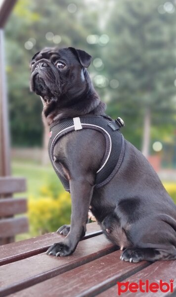 Pug, Köpek  Sonya fotoğrafı