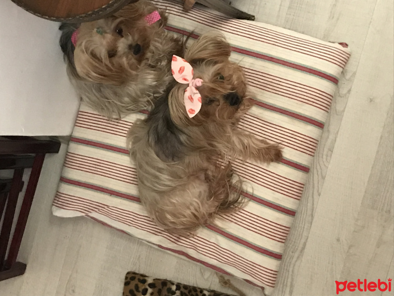 Yorkshire Terrier, Köpek  Lola fotoğrafı