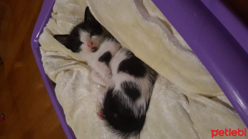 Tuxedo (Smokin) Kedi, Kedi  Zeytin fotoğrafı
